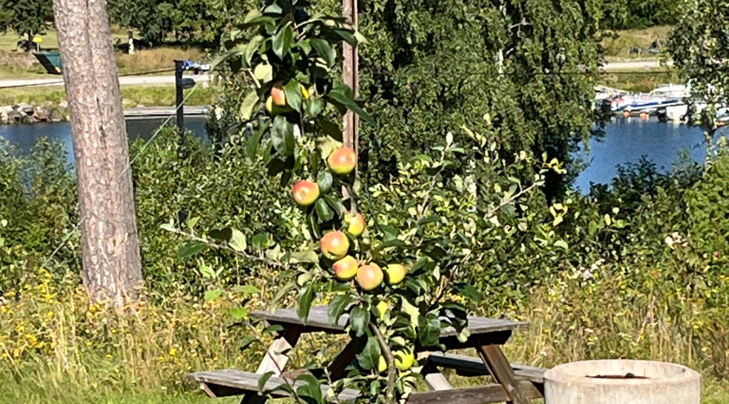 Nu börjar våra 100-årsträd ge frukt