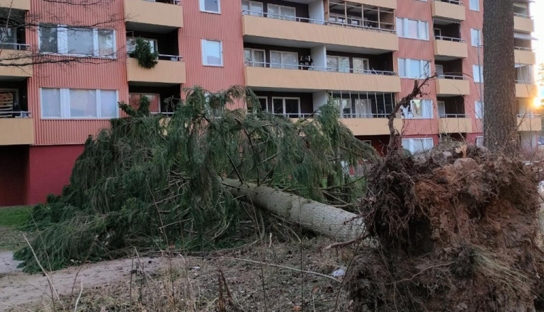 Efter stormen Johannes –  Fortfarande risk för fallande träd